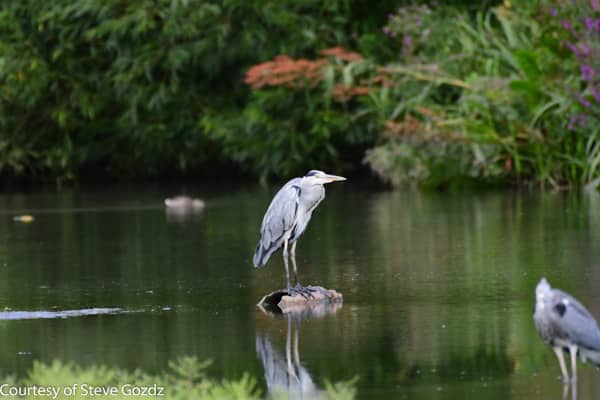 Heron spotted whilst walking the Thames Path