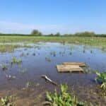 Field before North Meadow, Cricklade