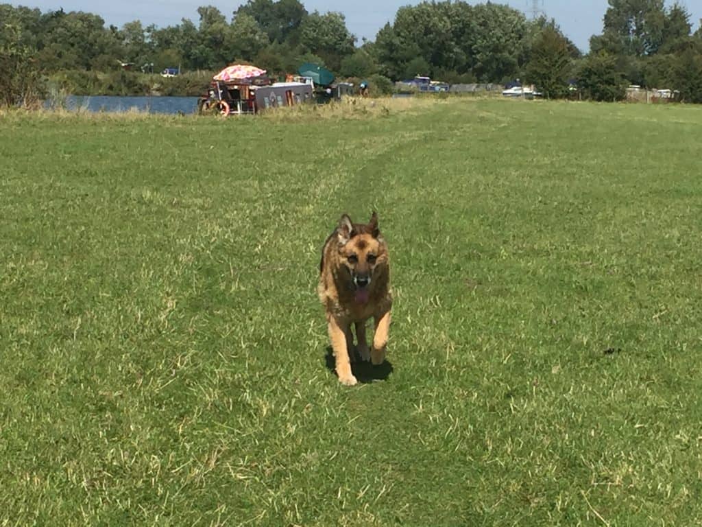 pet information on the thames path